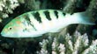 Hardwicke Wrasse